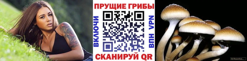 Галлюциногенные грибы мицелий  купить наркотики сайты  Кстово 